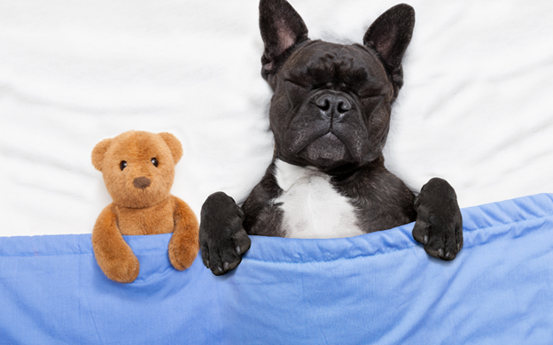 A small black dog lays in a bed covered by a blue blanket with a small stuffed bear toy