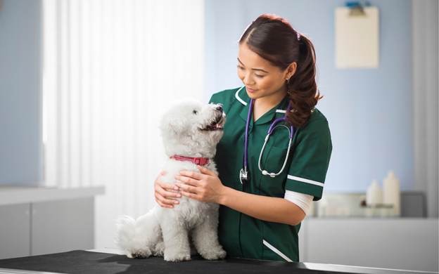 A white dog sits on a table and is held by a veterinarian wearing dark green scrubs.