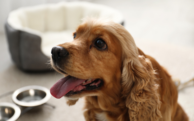 A panting brown dog looks towards the camera, behind it is a dog bed and dog bowl.